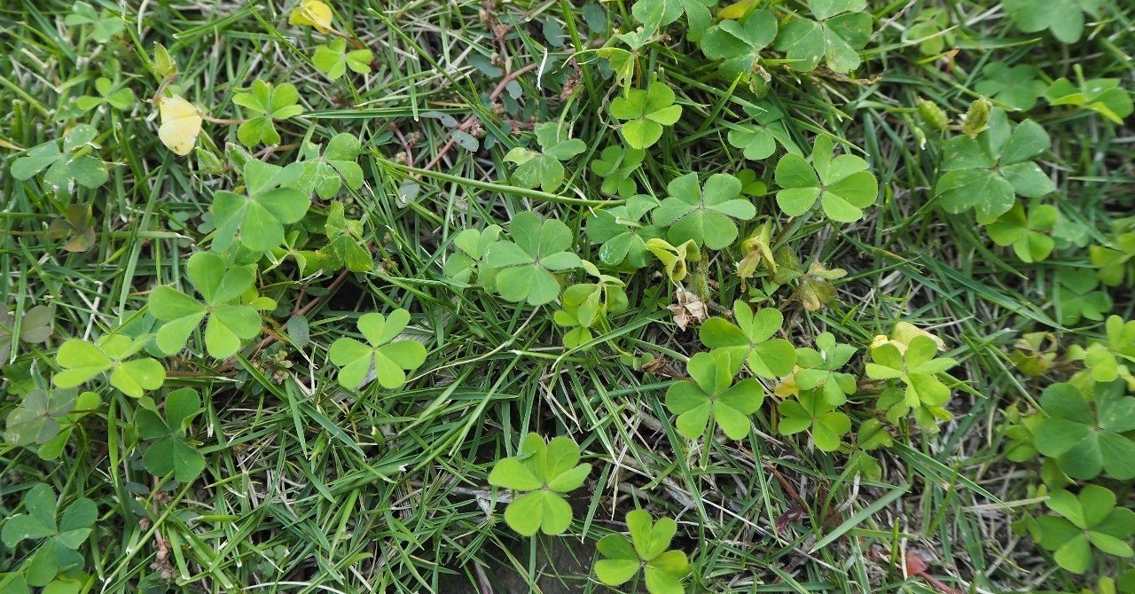 可愛いだけじゃない 最強の雑草 カタバミ とは らいむ Note 可愛いだけじゃない 最強の雑草 カタバミ とは らいむ Note