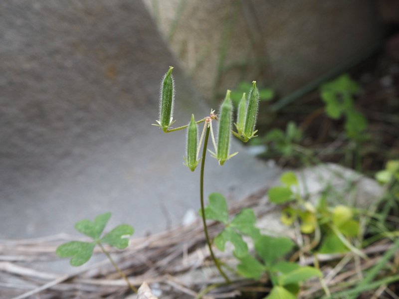 可愛いだけじゃない 最強の雑草 カタバミ とは らいむ Note