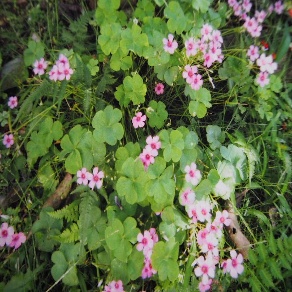 可愛いだけじゃない 最強の雑草 カタバミ とは らいむ Note