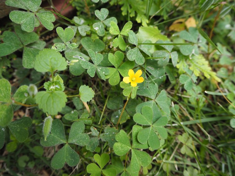 最も共有された 雑草 カタバミ ピンク 雑草 カタバミ ピンク