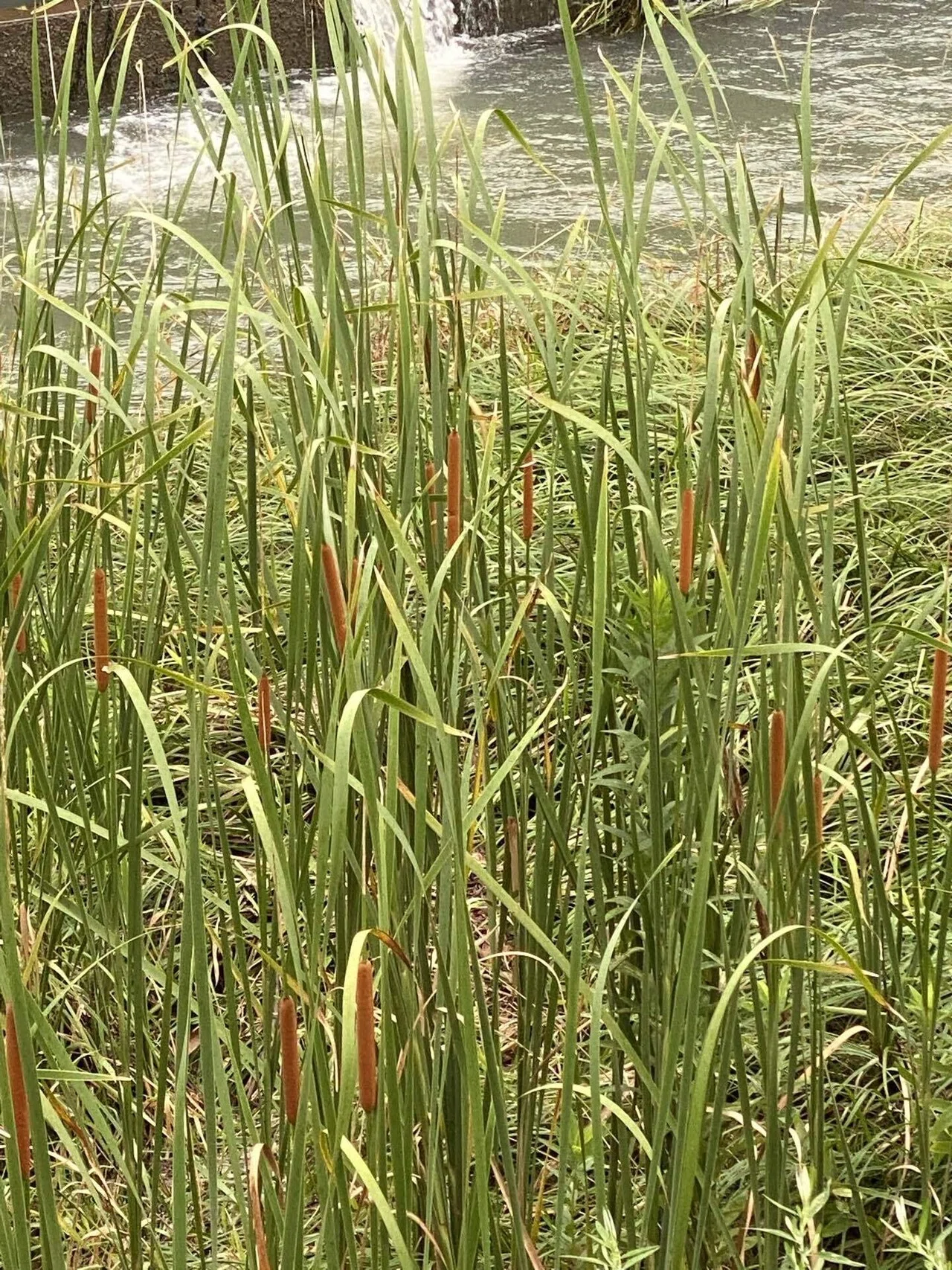 水辺の植物ー因幡の白兎のベット『蒲』の穂｜haco 🍀ガーデン