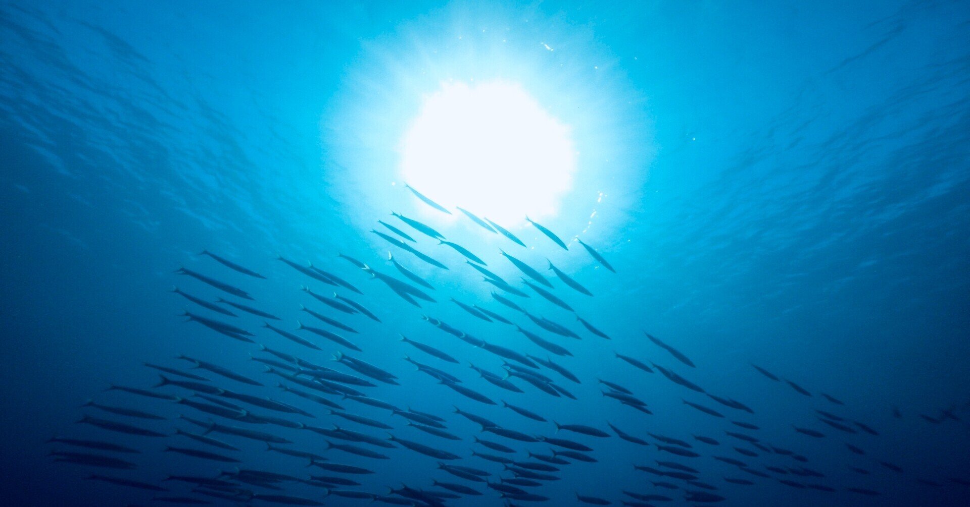 誕生から74年、魚群探知機を育ててきました。|海の音 - umi no 誕生から74年、魚群探知機を育ててきました。|海の音 - umi no