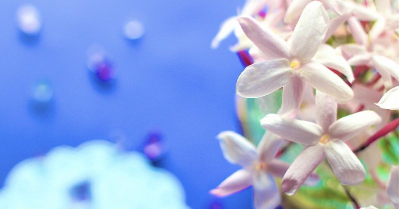 マダガスカルジャスミン の新着タグ記事一覧 Note つくる つながる とどける マダガスカルジャスミン の新着タグ記事一覧 Note つくる つながる とどける