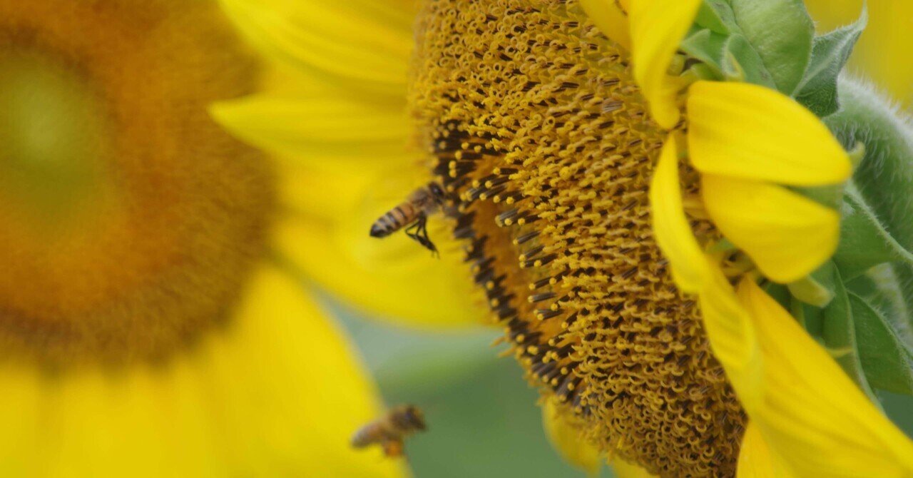 佐用のひまわり畑 の新着タグ記事一覧 Note つくる つながる とどける