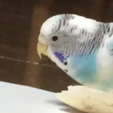 まじん