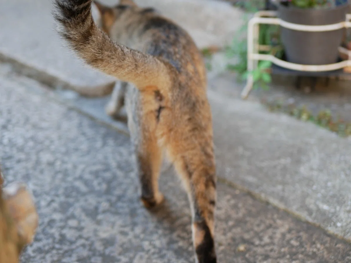 画像9