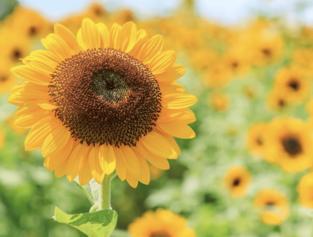 夏の楽しみ ひまわり🌻｜Tecchanne