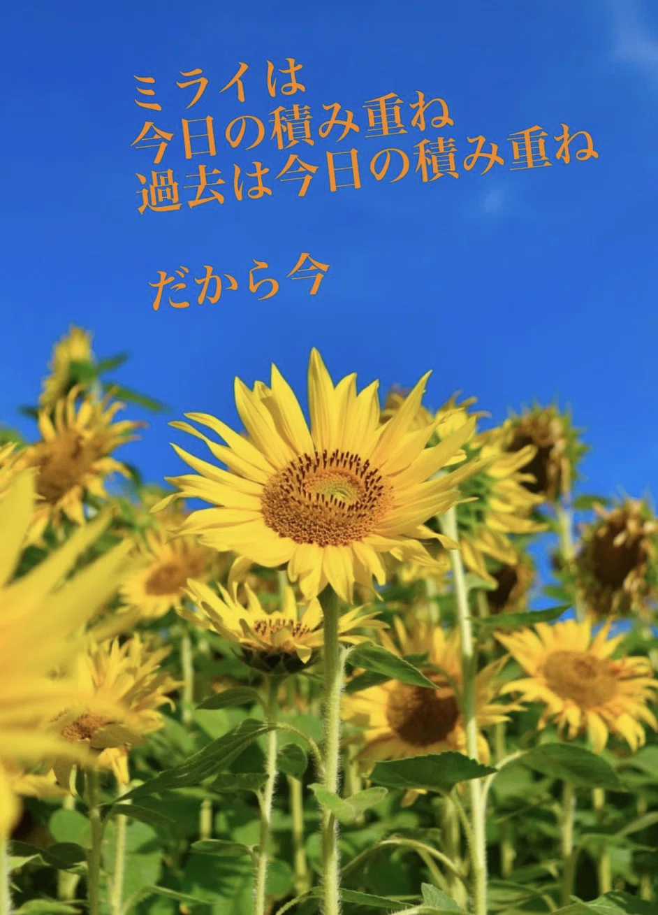 夏の楽しみ ひまわり?｜Tecchanne