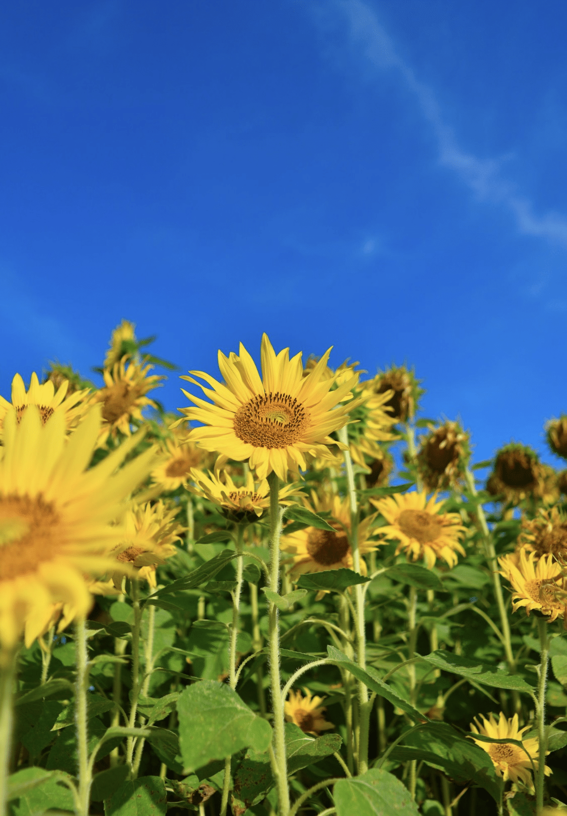 夏の楽しみ ひまわり🌻|Tecchanne