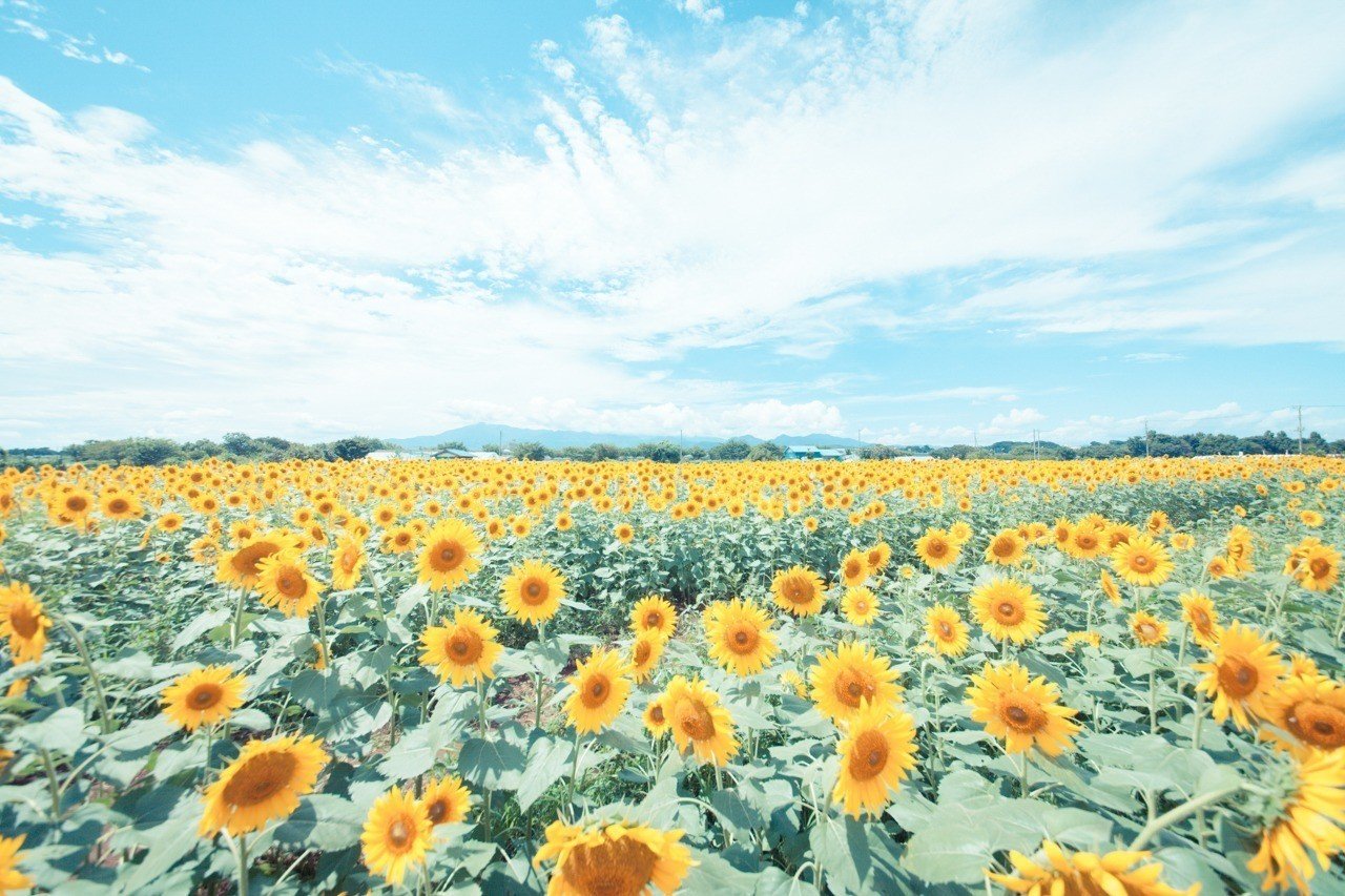 謝るな 指導者は謝るな 誰かに責任を押し付けられない立場の人間の謝罪が許される社会は堕落の一途を辿る しょうい Note