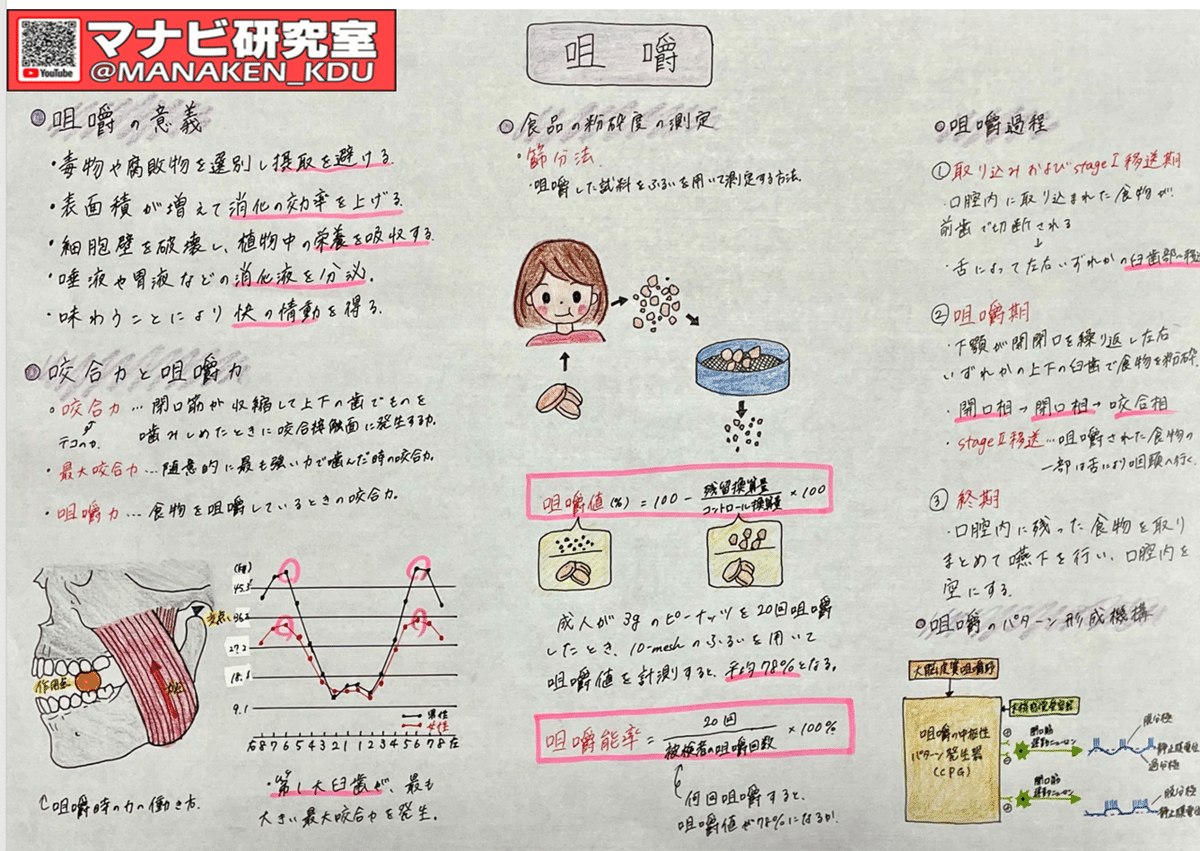 咀嚼・咬合論