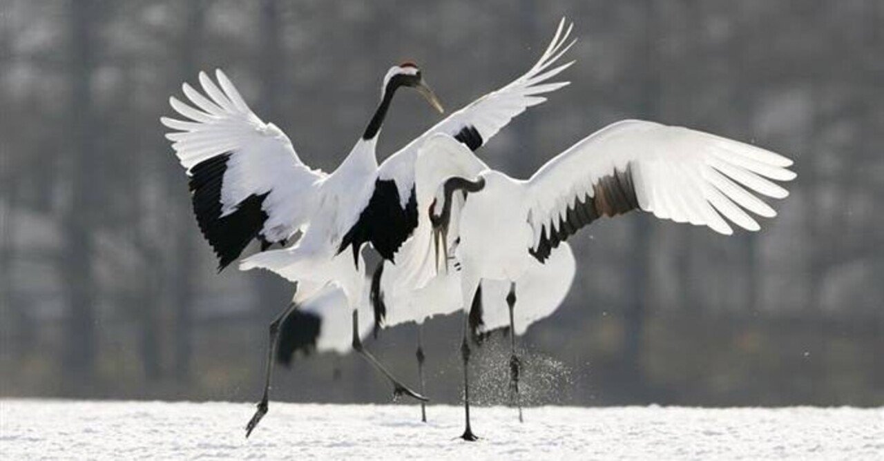 第2142回 鶴の名前がつく日本酒 ⑴｜翆野 大地