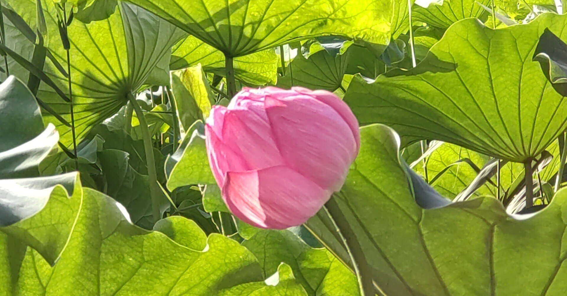 泥の中にしか咲かない花 Yoshinomiki Note 泥の中にしか咲かない花 Yoshinomiki Note