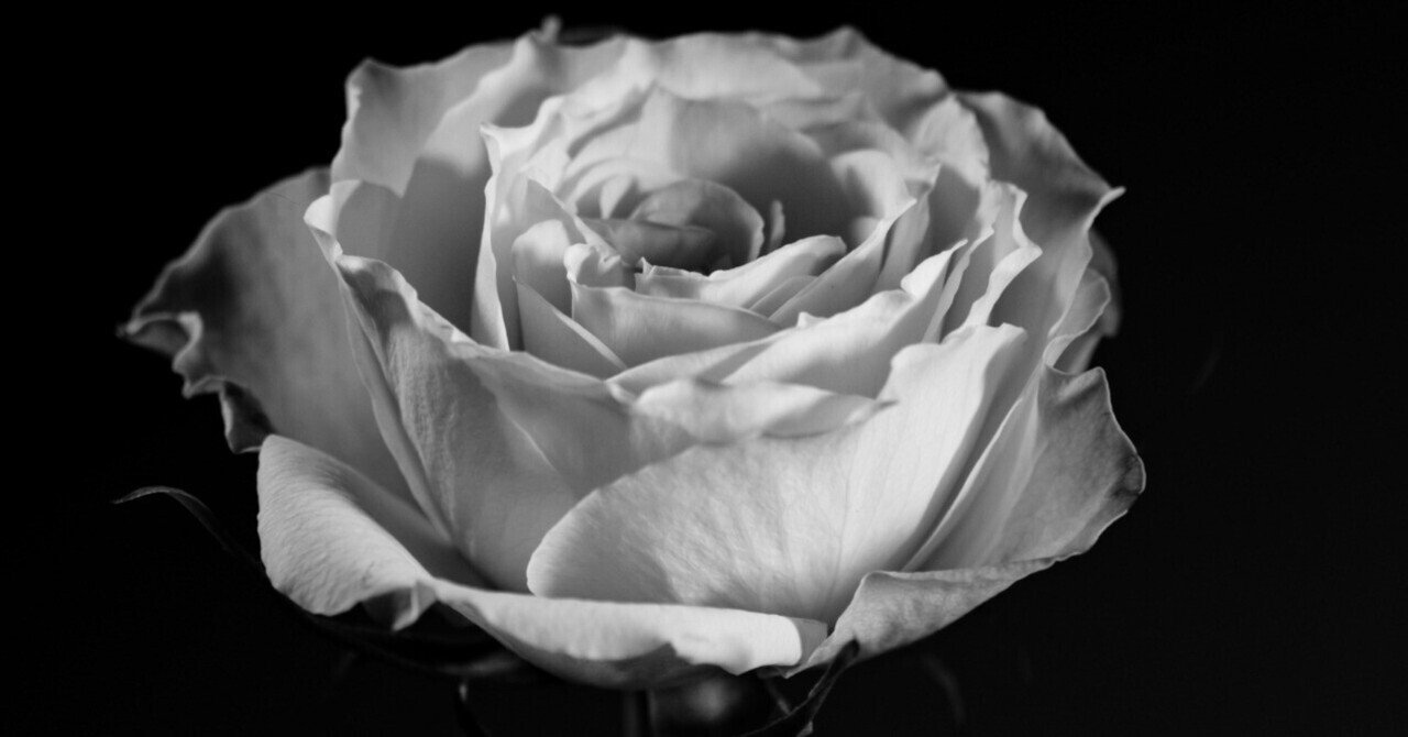 写真撮影が大好き白黒タンブラー