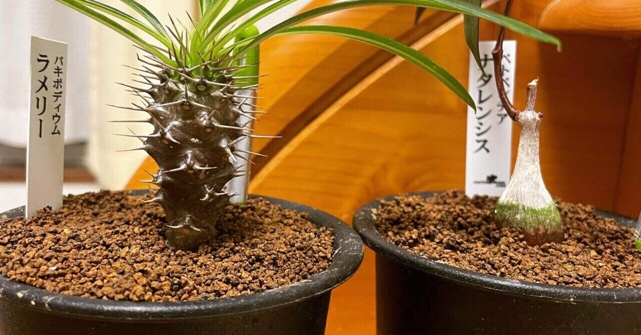 新たな塊根植物達の出会い｜コーデックス ファンクラブ🌈🌈🌈