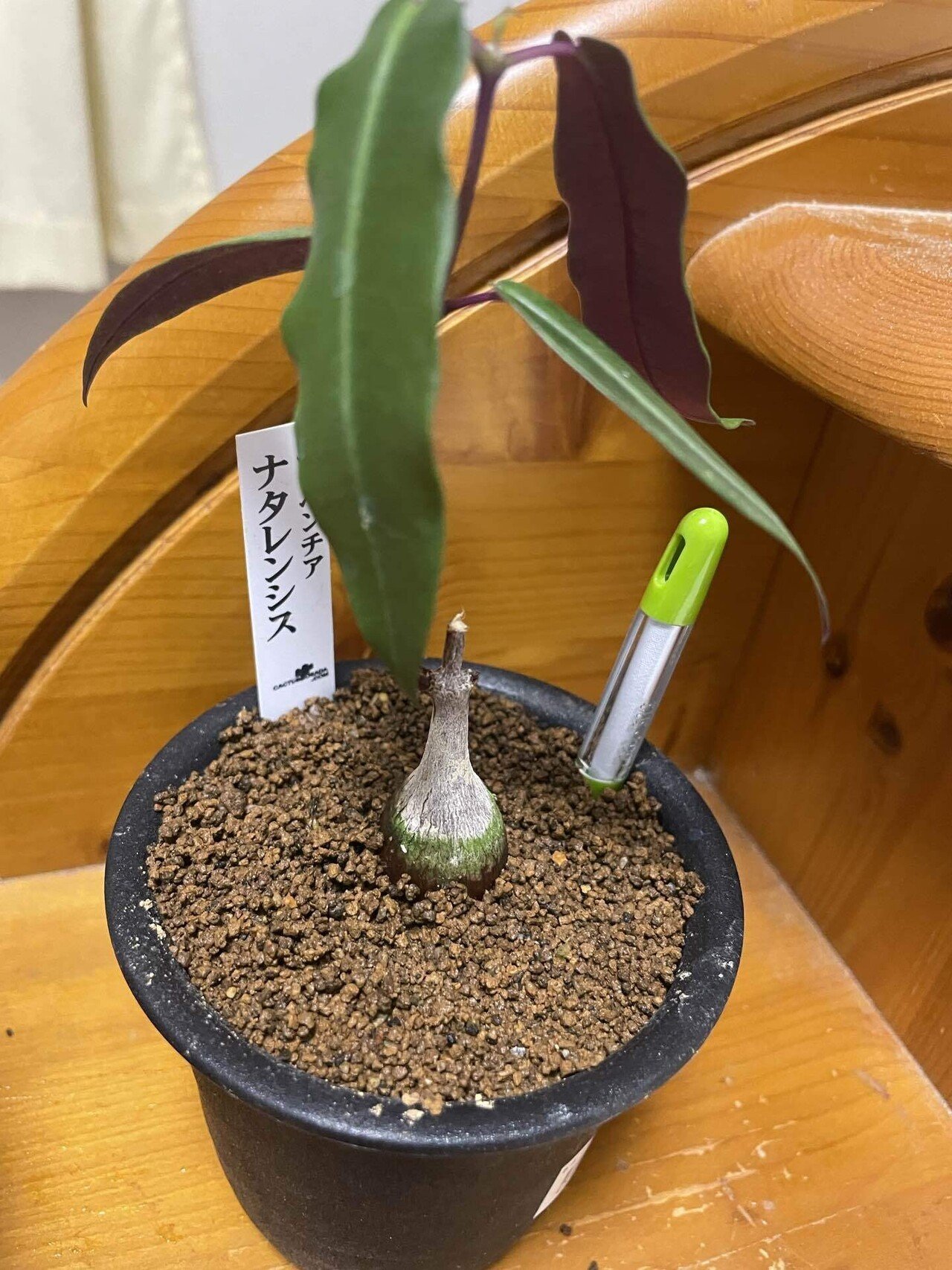 新たな塊根植物達の出会い｜コーデックス ファンクラブ🌈🌈🌈