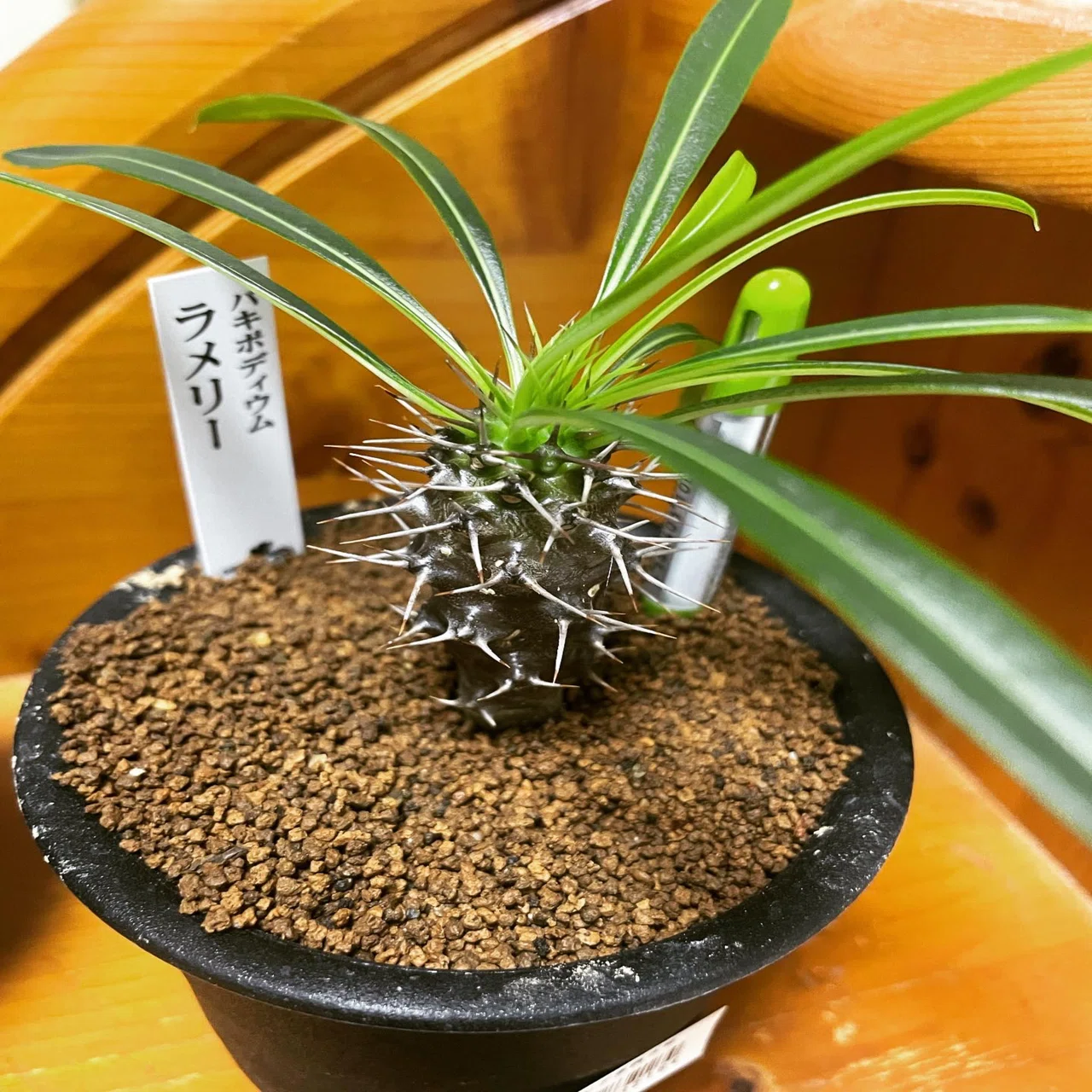 新たな塊根植物達の出会い｜コーデックス ファンクラブ🌈🌈🌈