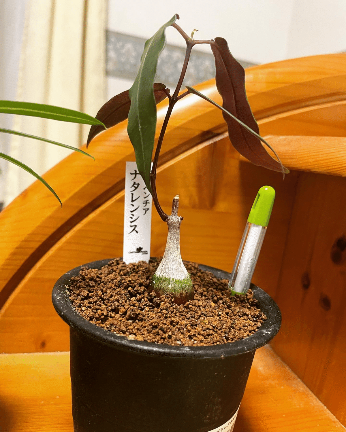 新たな塊根植物達の出会い｜コーデックス ファンクラブ🌈🌈🌈