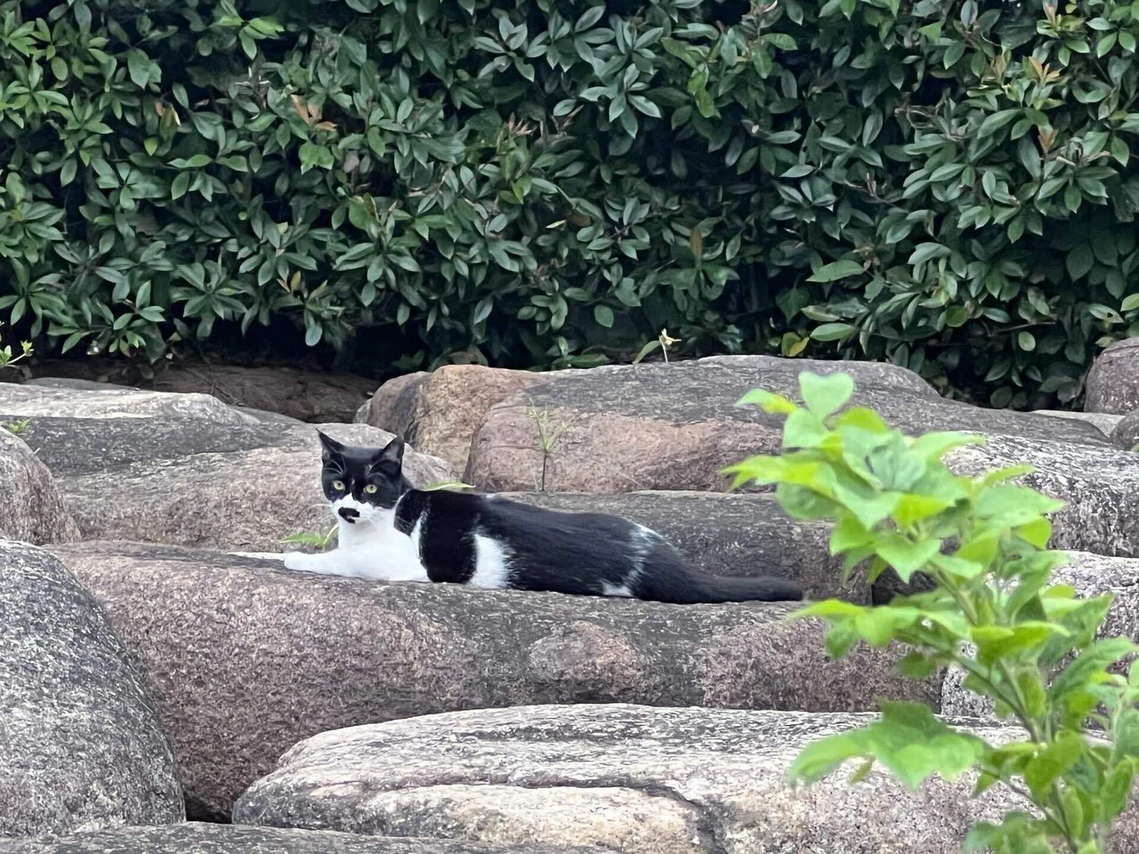 Javier Calleja（ハビア・カジェハ）と、黒猫と。叔母の愛猫と。甘々と