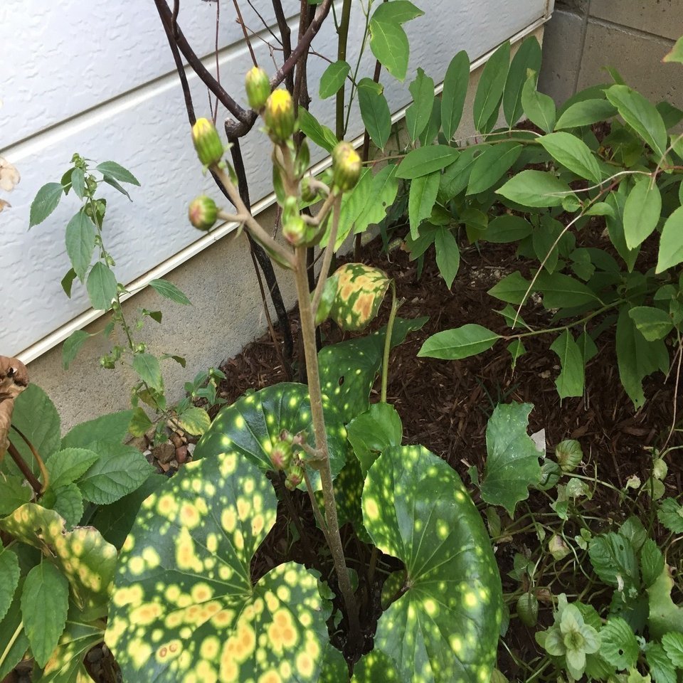 木の植え方 平屋私庭日記 ４ ライツ社