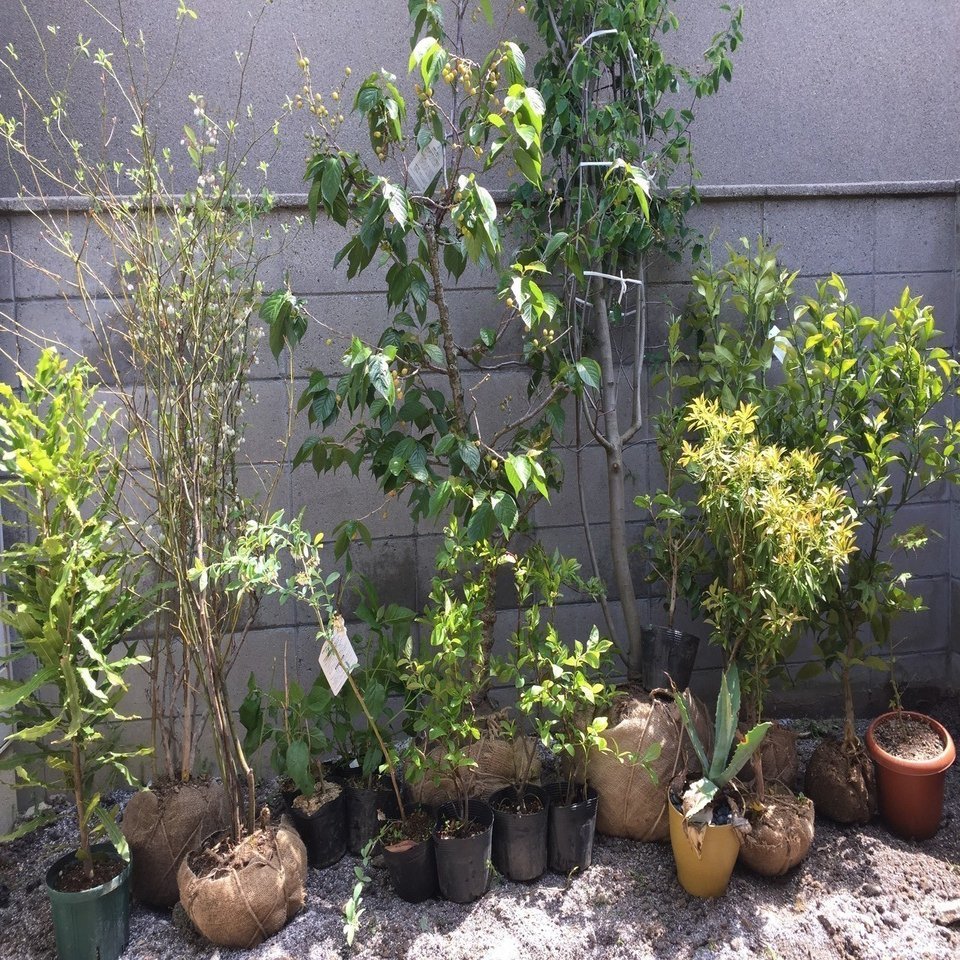 木の植え方 平屋私庭日記 ４ ライツ社