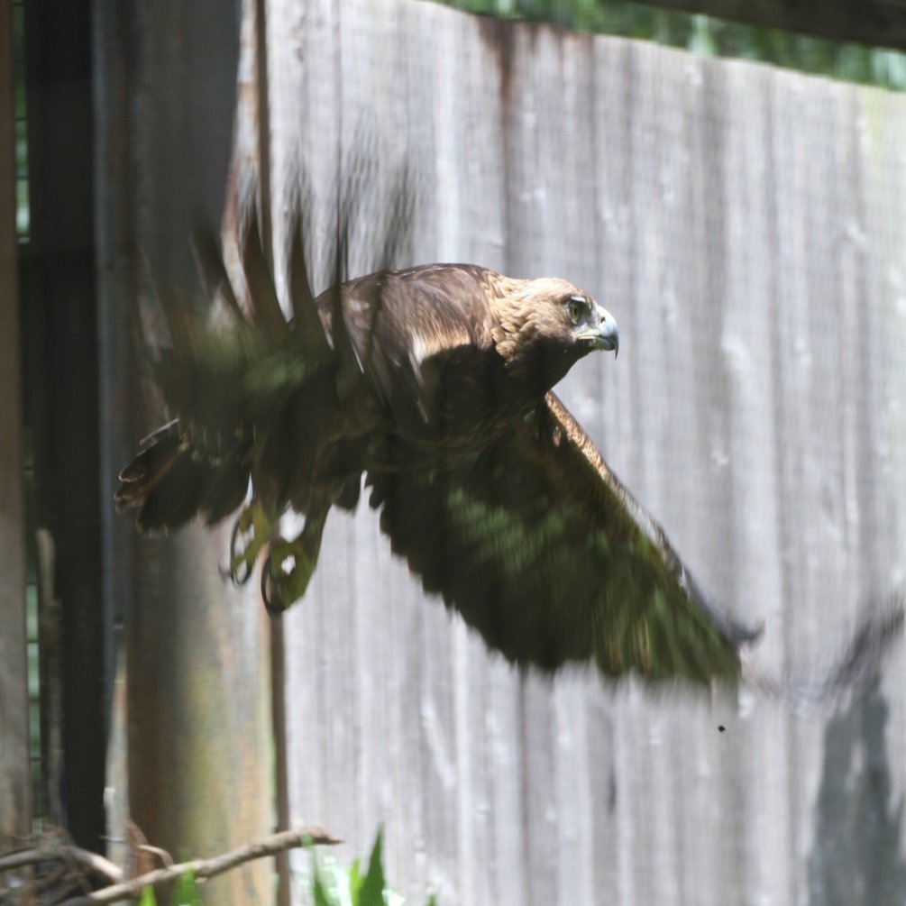 リニューアル後のzoomoを語るvol 3 ニホンイヌワシ Zoomo Story Note