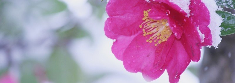 小説 冬嵐 第14話 風邪 上田 聡子 ほしちか Note 小説 冬嵐 第14話 風邪 上田 聡子 ほしちか Note