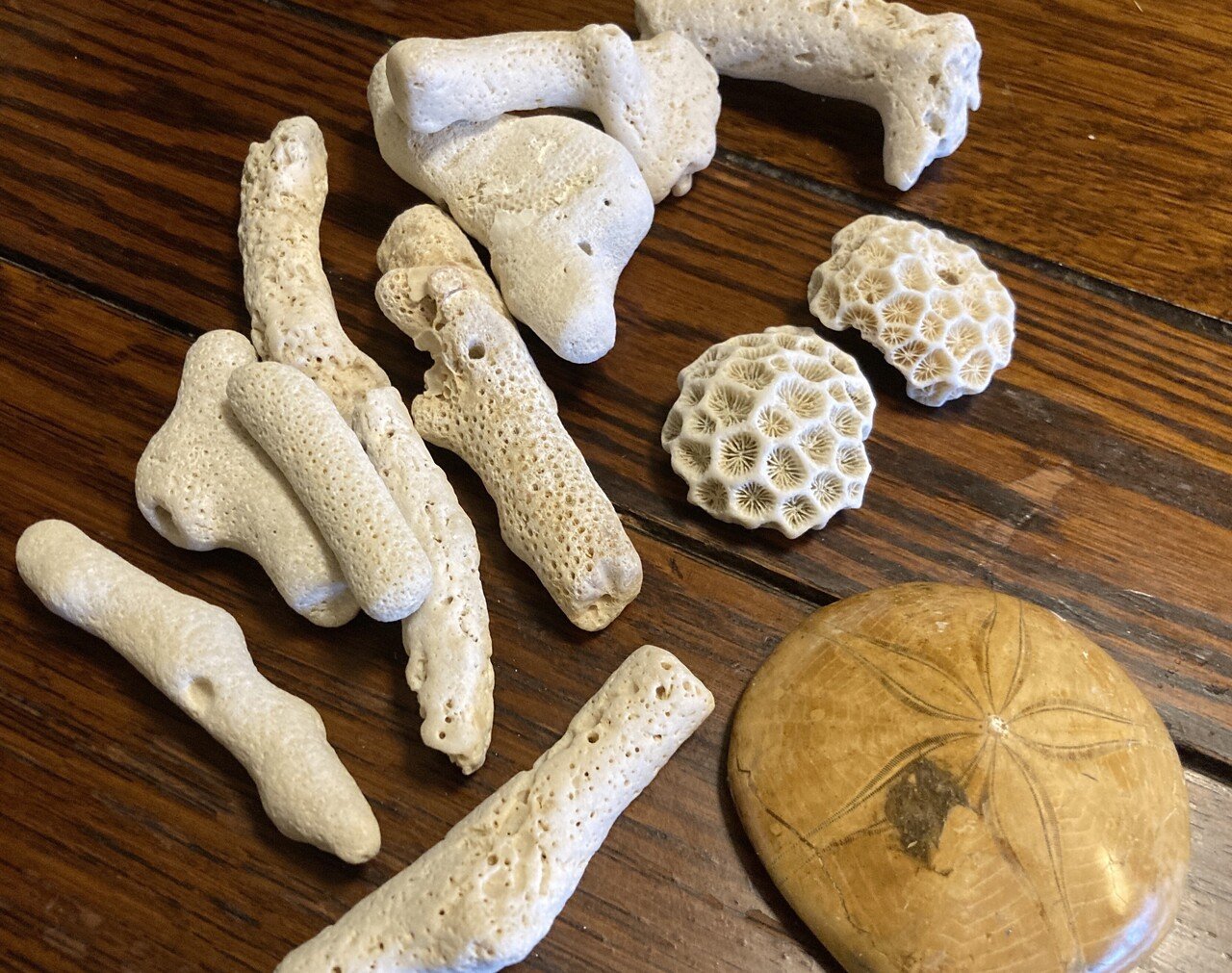 1,貝殻 微小貝 珊瑚のかけら 白い海藻 風船みたいな海藻 小さい 1,貝殻 微小貝 珊瑚のかけら 白い海藻 風船みたいな海藻 小さい