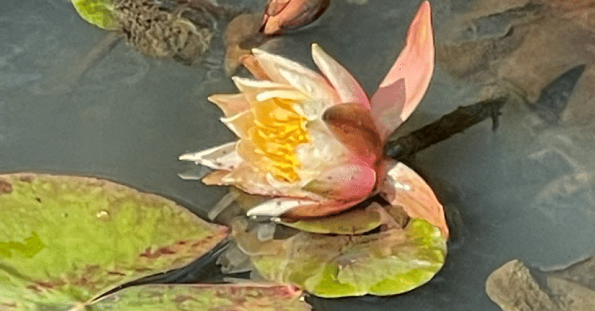 冬の睡蓮｜Il fantasma di Venezia（イル・ファンタスマ・ディ