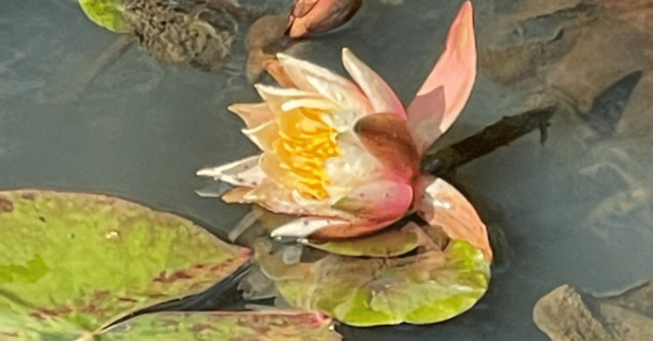 冬の睡蓮｜Il fantasma di Venezia（イル・ファンタスマ・ディ