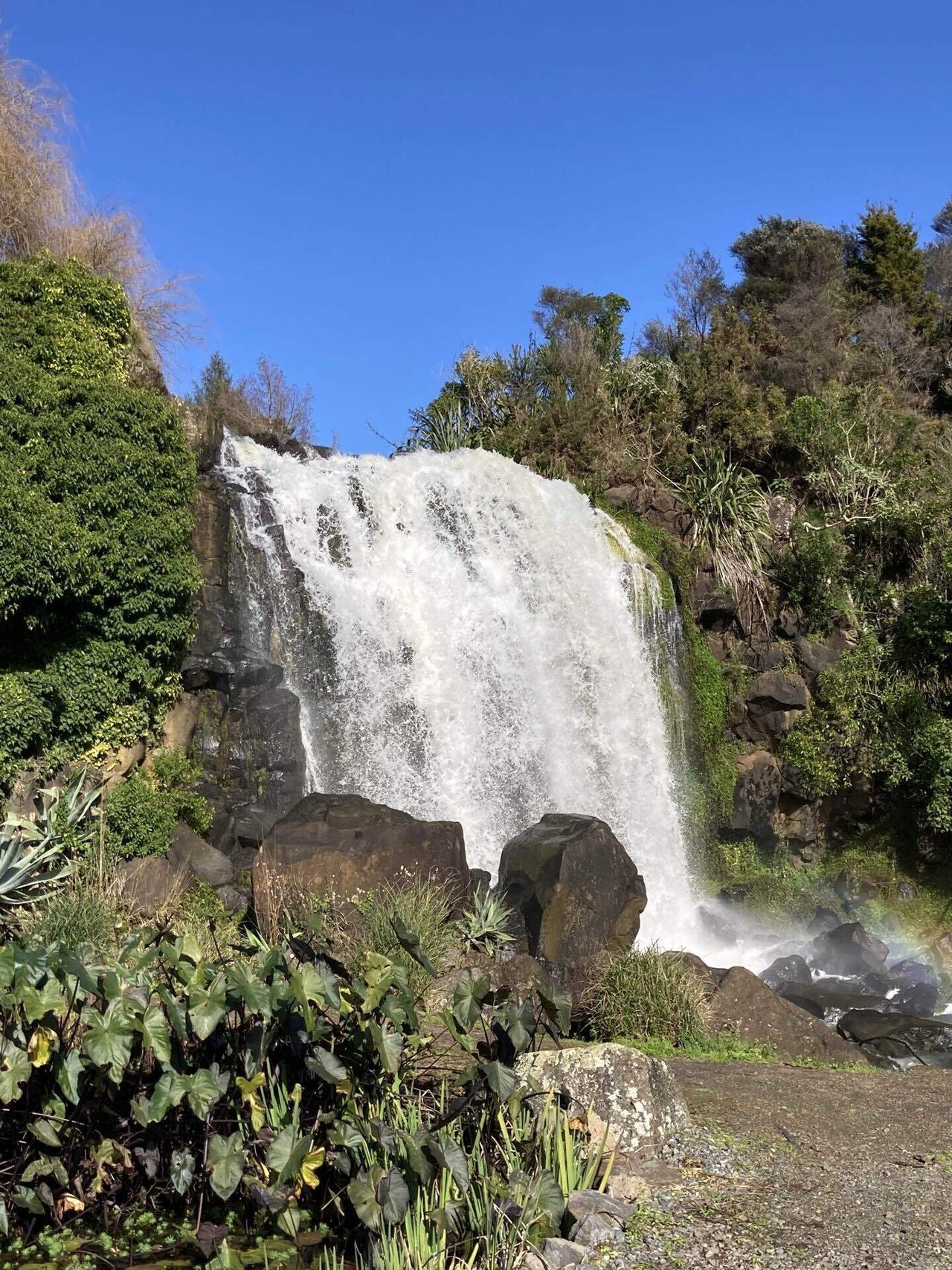 冬の睡蓮｜Il fantasma di Venezia（イル・ファンタスマ・ディ