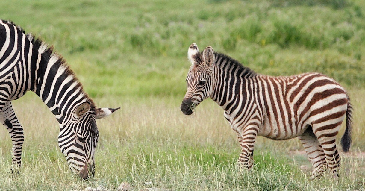 アフリカ リピーターさんにも喜んでもらえる本にしたいから……｜武田
