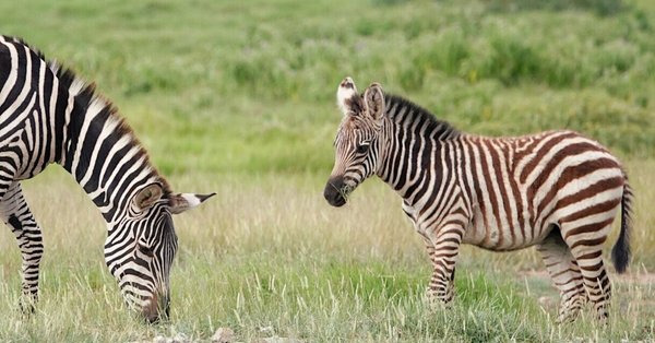 まるまるサファリの本 ver.3 まるまるサファリの本』＊編集の裏ばなし - ケニア旅行｜武田