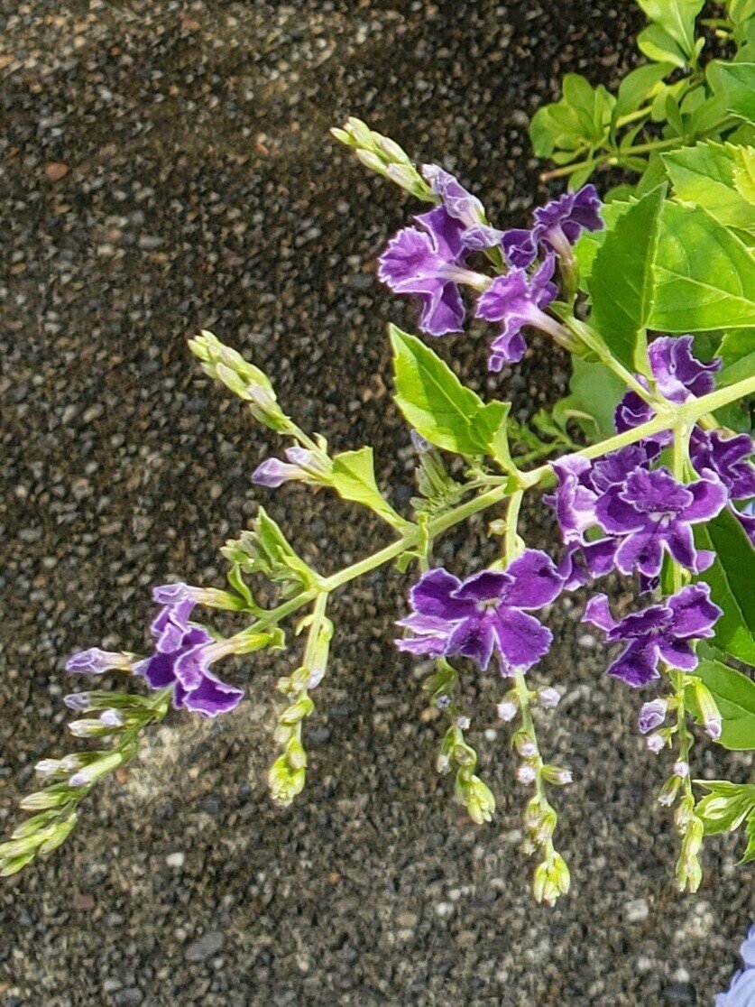 今朝は 薄曇りの空 雨は 降っていません スカッと晴れた 青空を 早く 見たいものです 体調に気を付けて 今日も 実りある日に デュランタの花言葉 あなたを見守る 歓迎 トリコ 花言葉研究家 Note