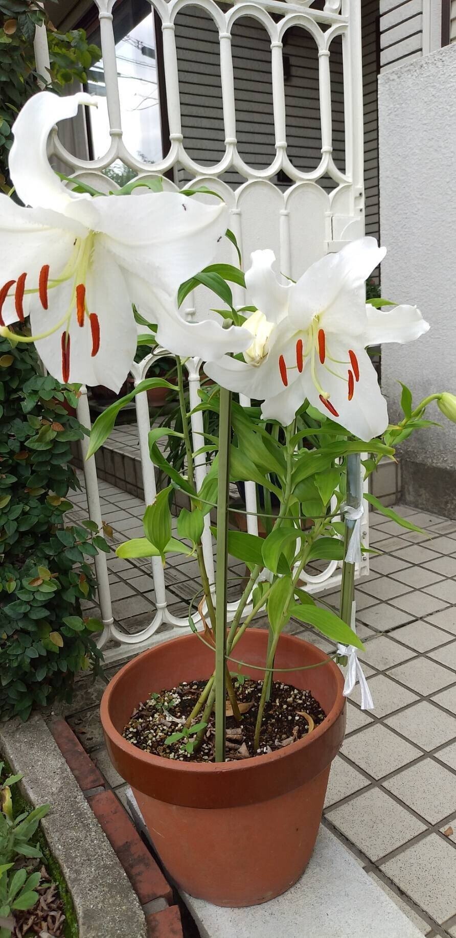 空一面の雲 今にも 雨が零れてきそう あ 降ってきました 今日は 一日雨振りのよう お出かけの際には 足元に ご注意くださいね カサブランカの花言葉 高貴 純粋 トリコ 花言葉研究家 Note