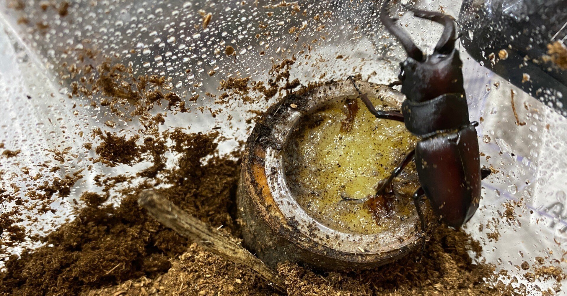 カブトムシ クワガタ飼育 川崎市黒川青少年野外活動センター Note カブトムシ クワガタ飼育 川崎市黒川青少年野外活動センター Note