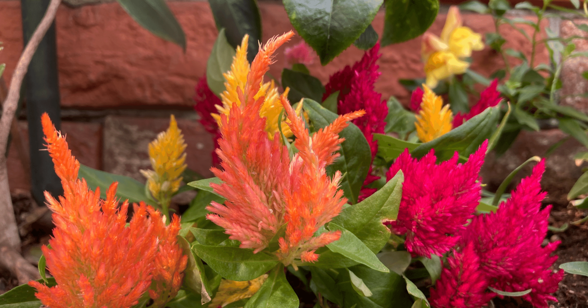 詩 ケイトウ 花望いふ Note