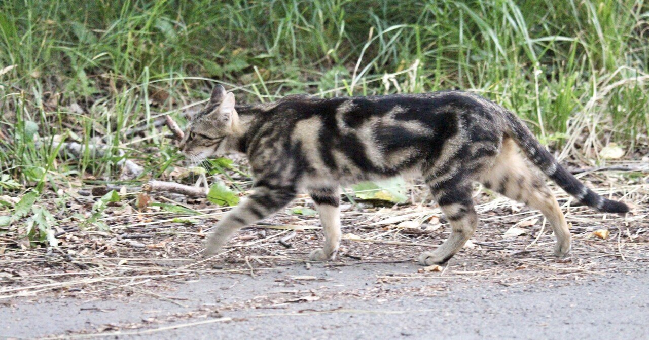 ちょいとここらでひと休み#6 野良猫編｜ちいさなかべかざり, image size:1280x670