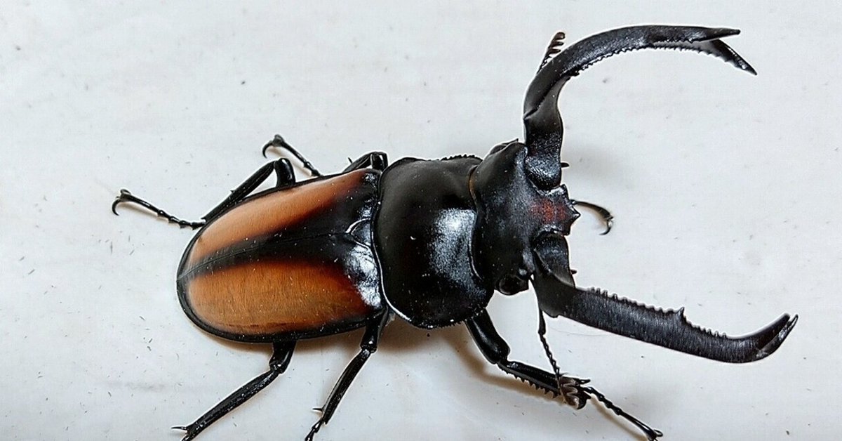 ツツイシカクワガタ(α系統♀黃紋)飼育記｜虫一徹