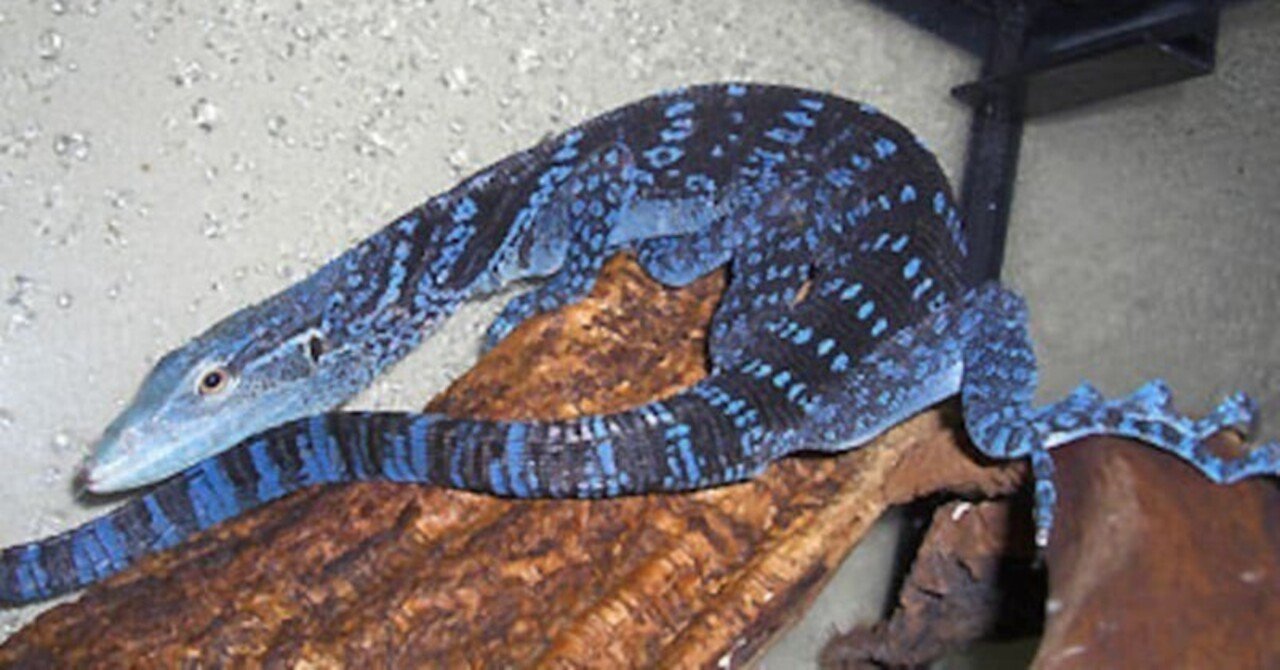 綺麗な青 コバルトツリーモニターが飼いたいなって いもり Note 綺麗な青 コバルトツリーモニターが飼いたいなって いもり Note