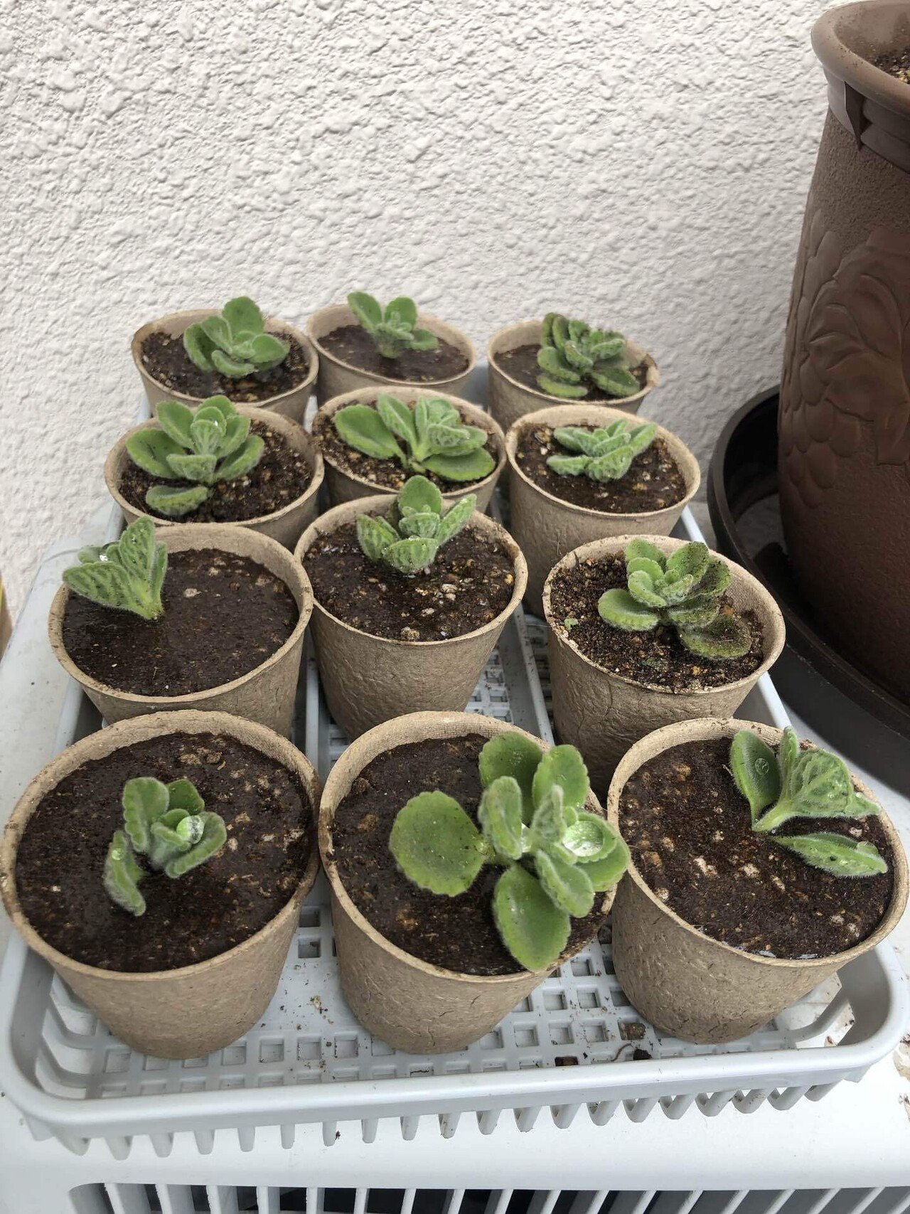 8 アロマティカス増殖大作戦 Hanako Note 8 アロマティカス増殖大作戦 Hanako Note