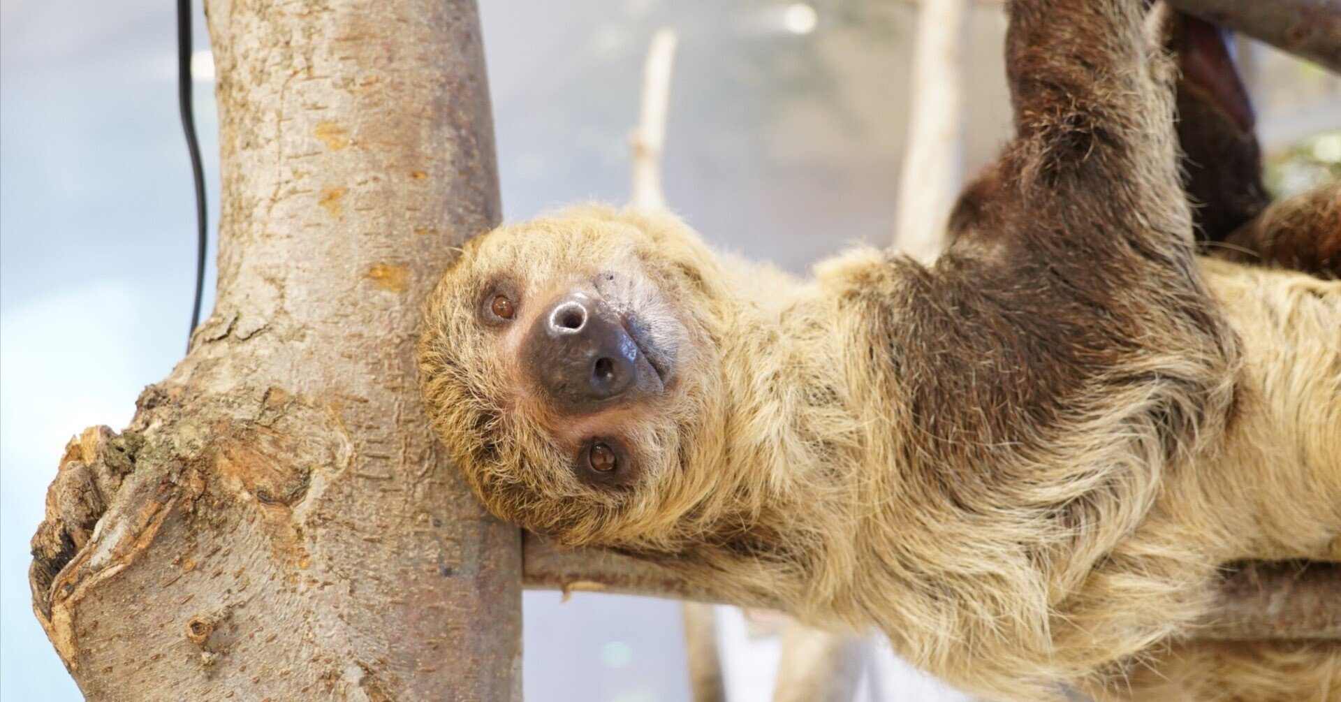 ナマケモノ通信 7月22日は ネール記念日 Max 神アニメ研究家 道楽舎 Note ナマケモノ通信 7月22日は ネール記念日 Max 神アニメ研究家 道楽舎 Note