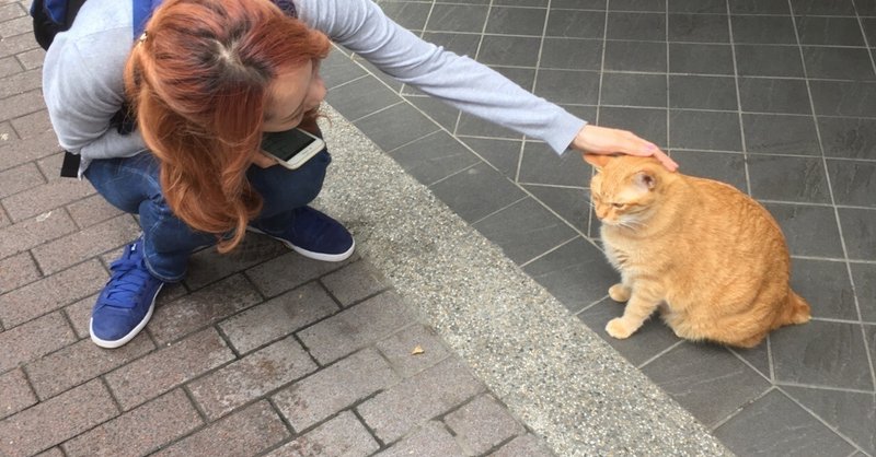 台湾で出会った猫