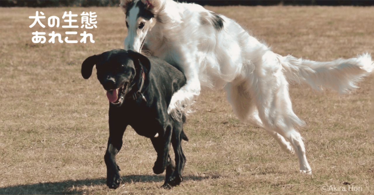 イヌの同性愛はごくふつうのこと 2本足の犬 Researcher Writer Photographer Note イヌの同性愛はごくふつうのこと 2本足の犬 Researcher Writer Photographer Note