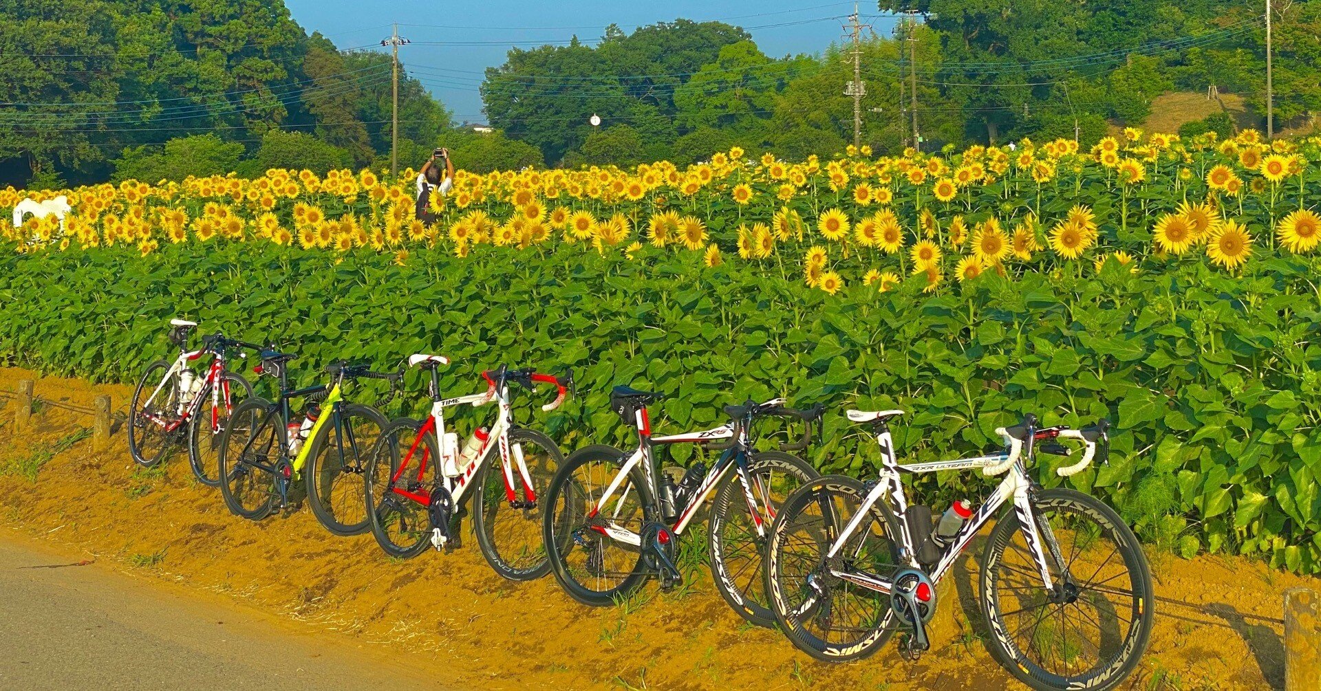 あけぼの山農業公園ひまわり🌻ポタリング57km｜西川正治