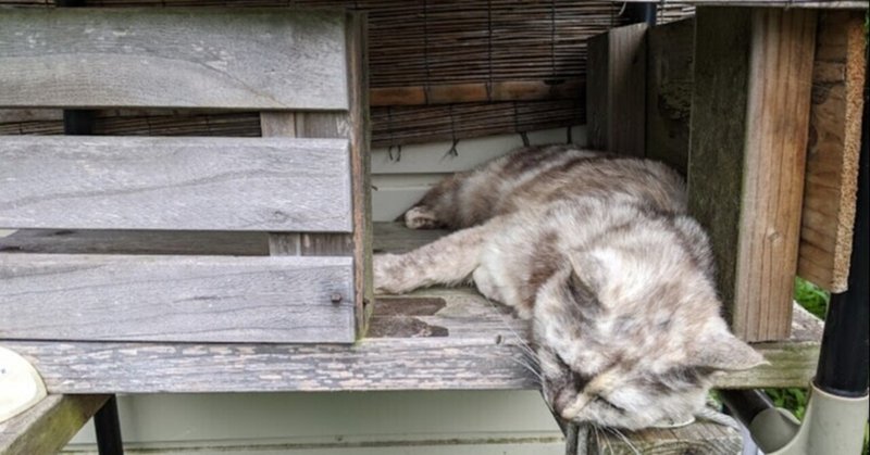 野良･地域猫みたいな飼い猫と大暑