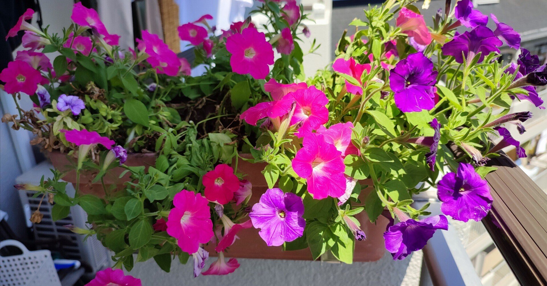 夏の花盛り Napdaisuki Note 夏の花盛り Napdaisuki Note