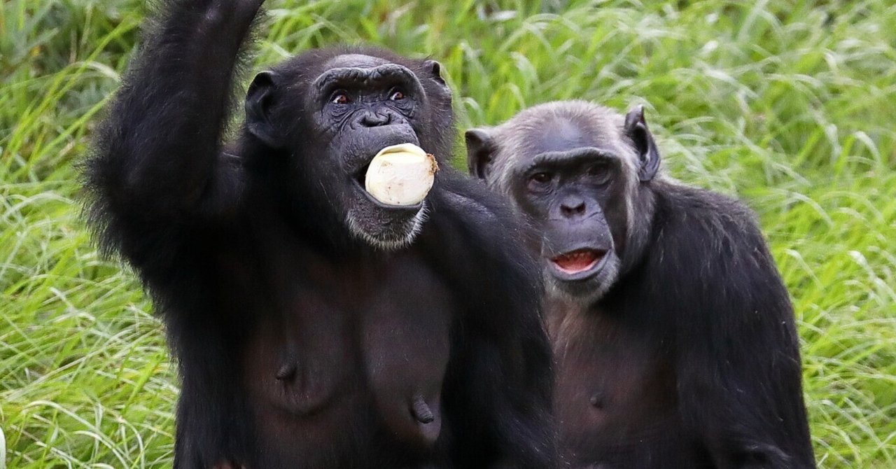作品紹介20】チンパンジー＠多摩動物公園｜おさるの写真家