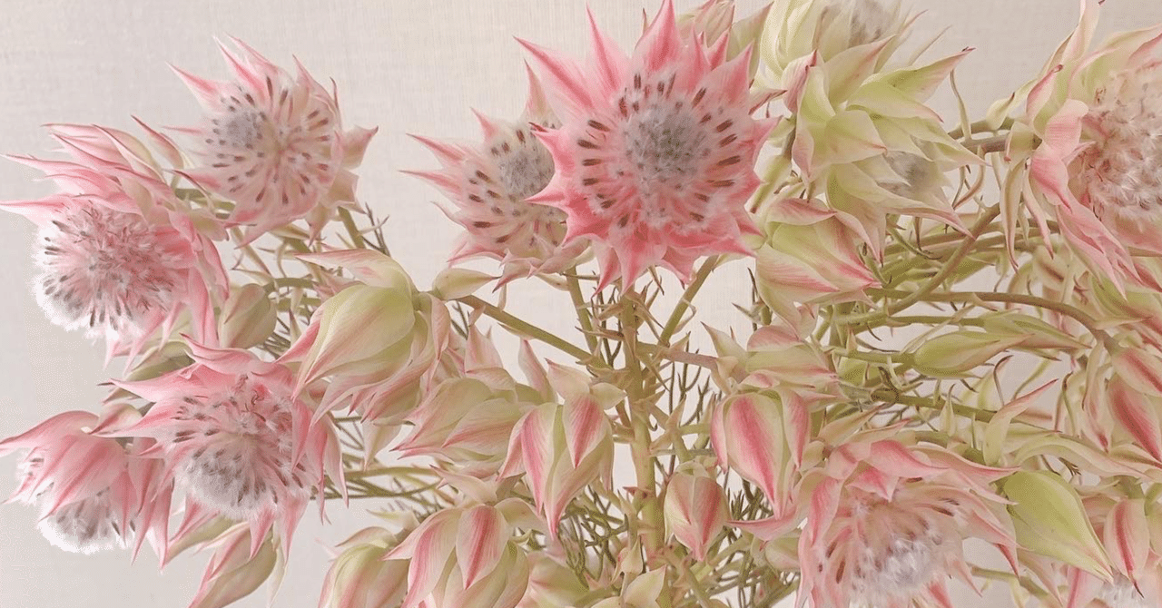 勝手に花言葉 セルリア ブラッシングブライト 三毛亭穂翠 Note 勝手に花言葉 セルリア ブラッシングブライト 三毛亭穂翠 Note