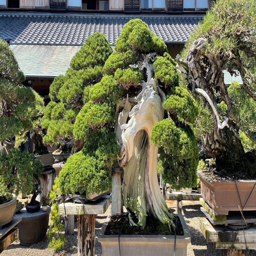 日本美術がたくさん詰まった 春花園bonsai美術館 に行ってみた Rumi Note